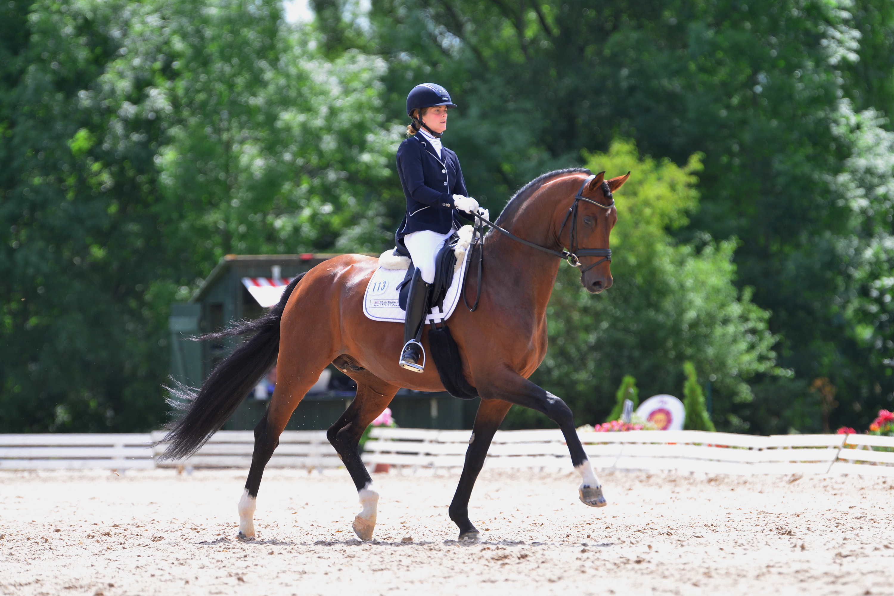 Sportpferd Boss Hoss DSP